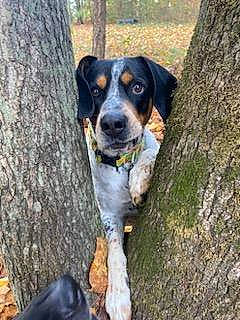 Ash joined the competition — help win amazing prizes! bored, canidae, carnivore, collar, companion_dog, dog, dog_breed, fawn, hound, plant, scent_hound, snout, sporting_group, tail, terrestrial_animal, tree, trunk, wood, working_animal, working_dog