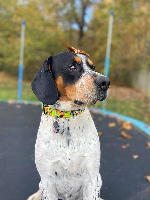 Ash is registered to the contest to win money with this photo: canidae, carnivore, collar, companion_dog, dog, dog_breed, dog_collar, dog_supply, fawn, fur, grass, leash, pet_supply, plant, scent_hound, snout, sporting_group, tree, whiskers, working_animal