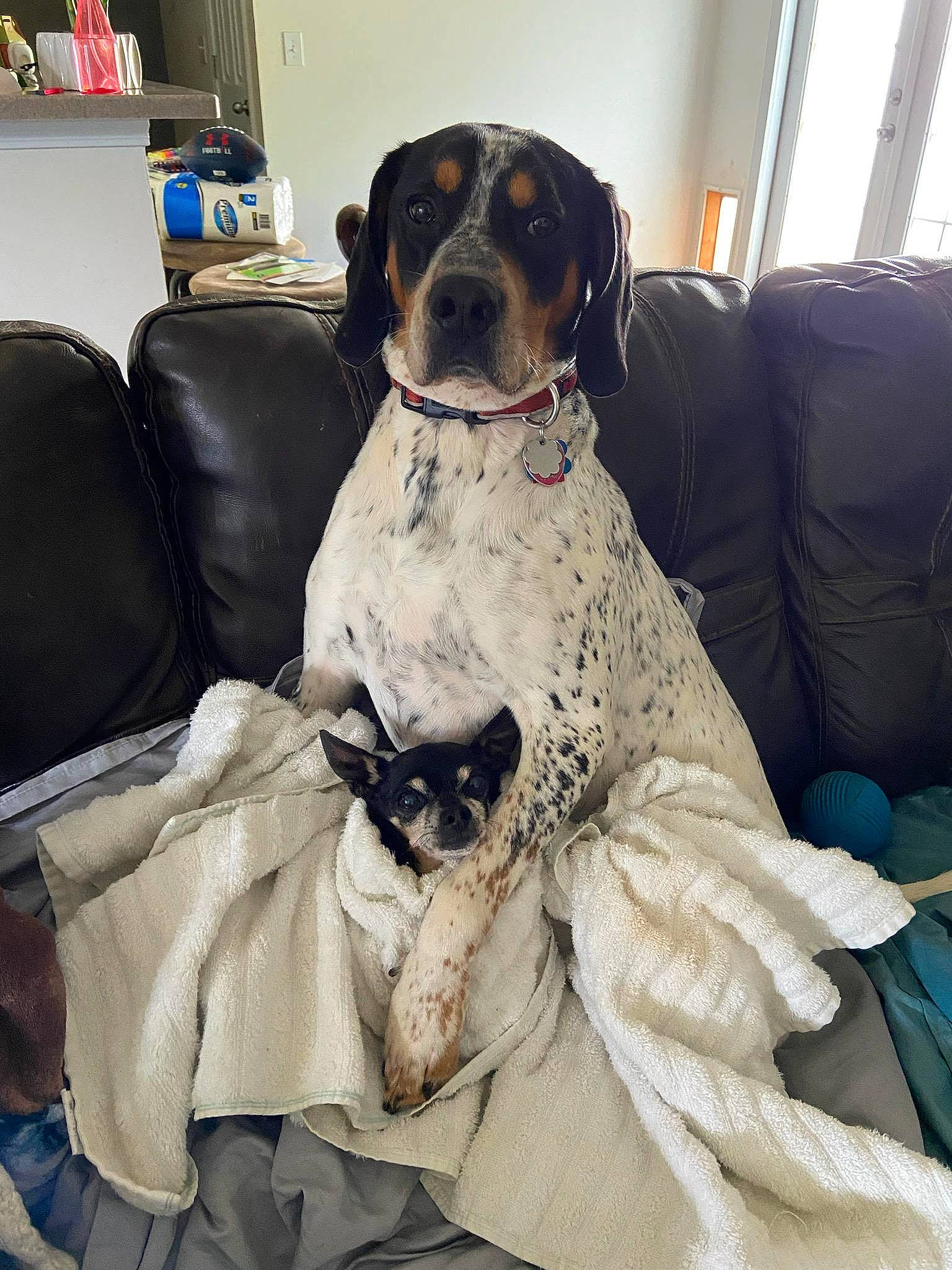 Ash joined the competition — help win amazing prizes! bookcase, canidae, car_seat_cover, carnivore, chair, collar, comfort, companion_dog, dog, dog_breed, dog_collar, dog_supply, event, fawn, fur, gun_dog, shelf, sporting_group, window, working_animal