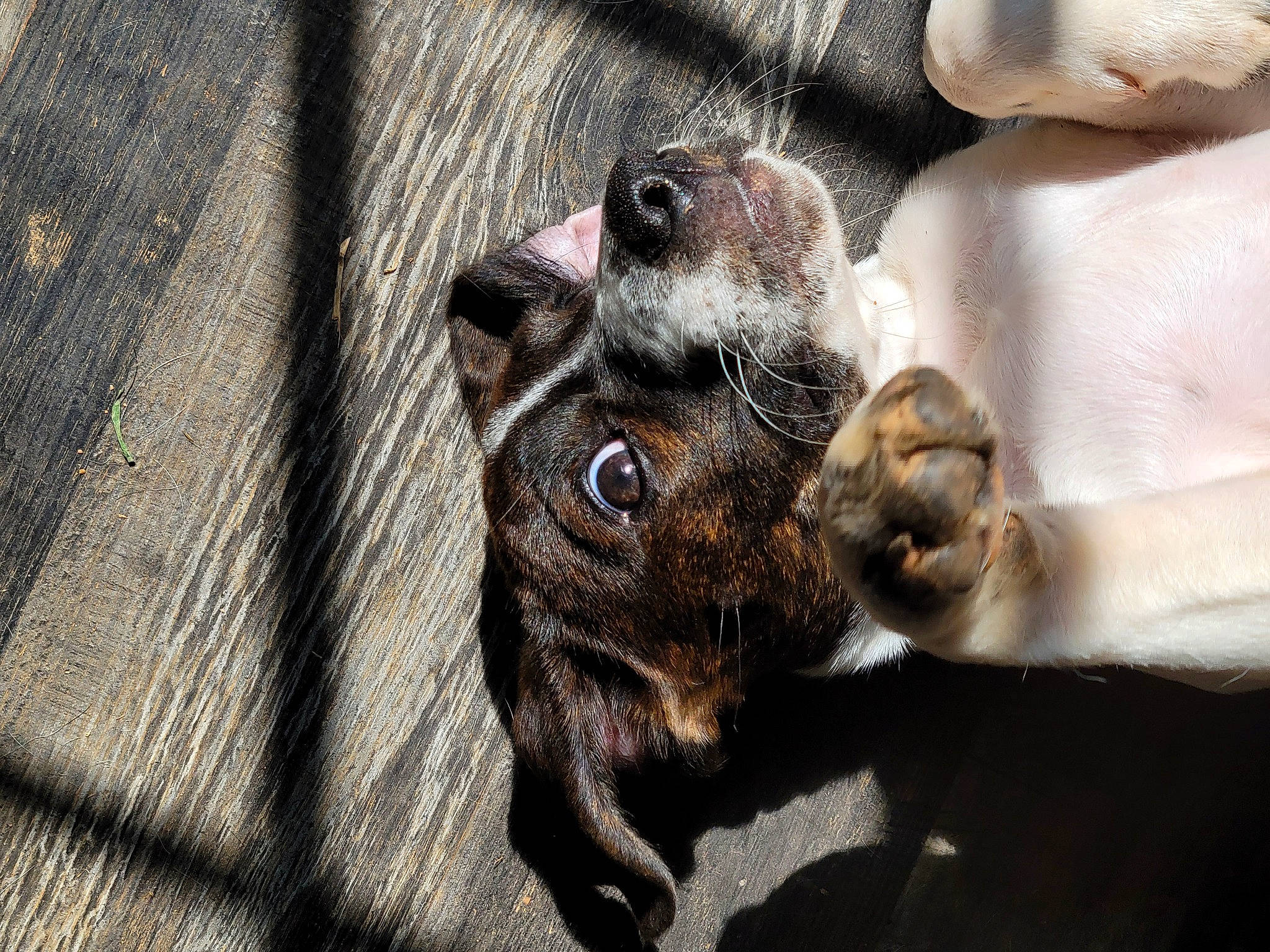 Kaialeilee joined the competition — help win amazing prizes! canidae, carnivore, claw, companion_dog, dog, dog_breed, fawn, felidae, fur, gesture, grey, guard_dog, liver, paw, small_to_medium_sized_cats, snout, sporting_group, whiskers, wood, working_animal