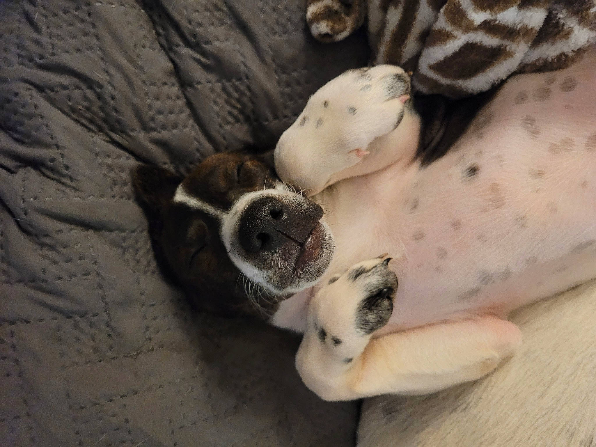 Kaialeilee is registered to the contest to win money with this photo: canidae, carnivore, comfort, companion_dog, dog, dog_breed, fawn, foot, fur, nail, nap, non_sporting_group, paw, snout, sporting_group, terrestrial_animal, toe, whiskers, wildlife, working_animal