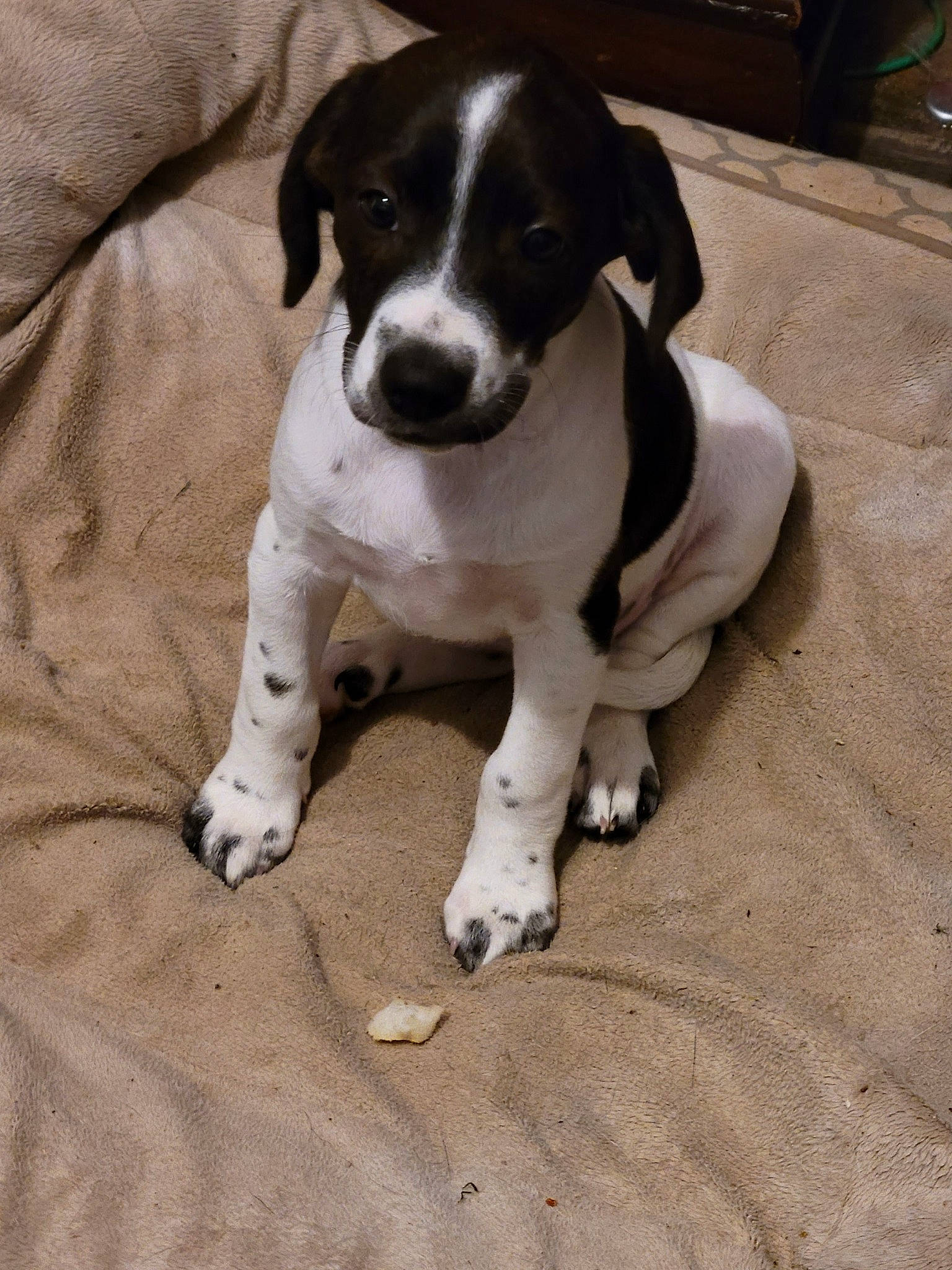 Kaialeilee joined the competition — help win amazing prizes! braque_dauvergne, carnivore, collar, companion_dog, dog, dog_breed, dog_collar, flowerpot, non_sporting_group, paw, tail, whiskers, working_animal