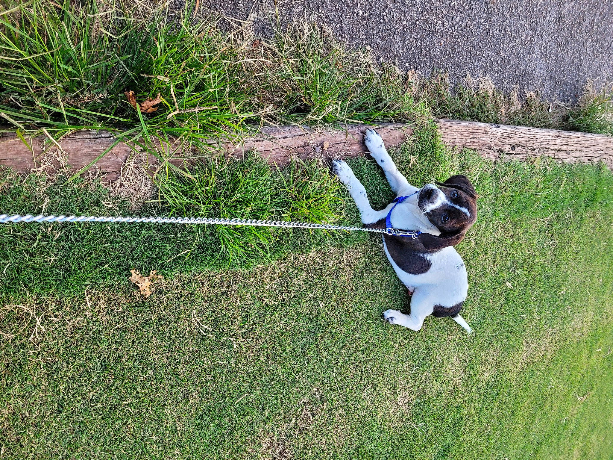 Kaialeilee joined the competition — help win amazing prizes! canidae, carnivore, collar, companion_dog, dog, dog_breed, fawn, grass, grassland, groundcover, lawn, leash, pasture, plant, shrub, soil, sporting_group, tail, terrestrial_animal, toy