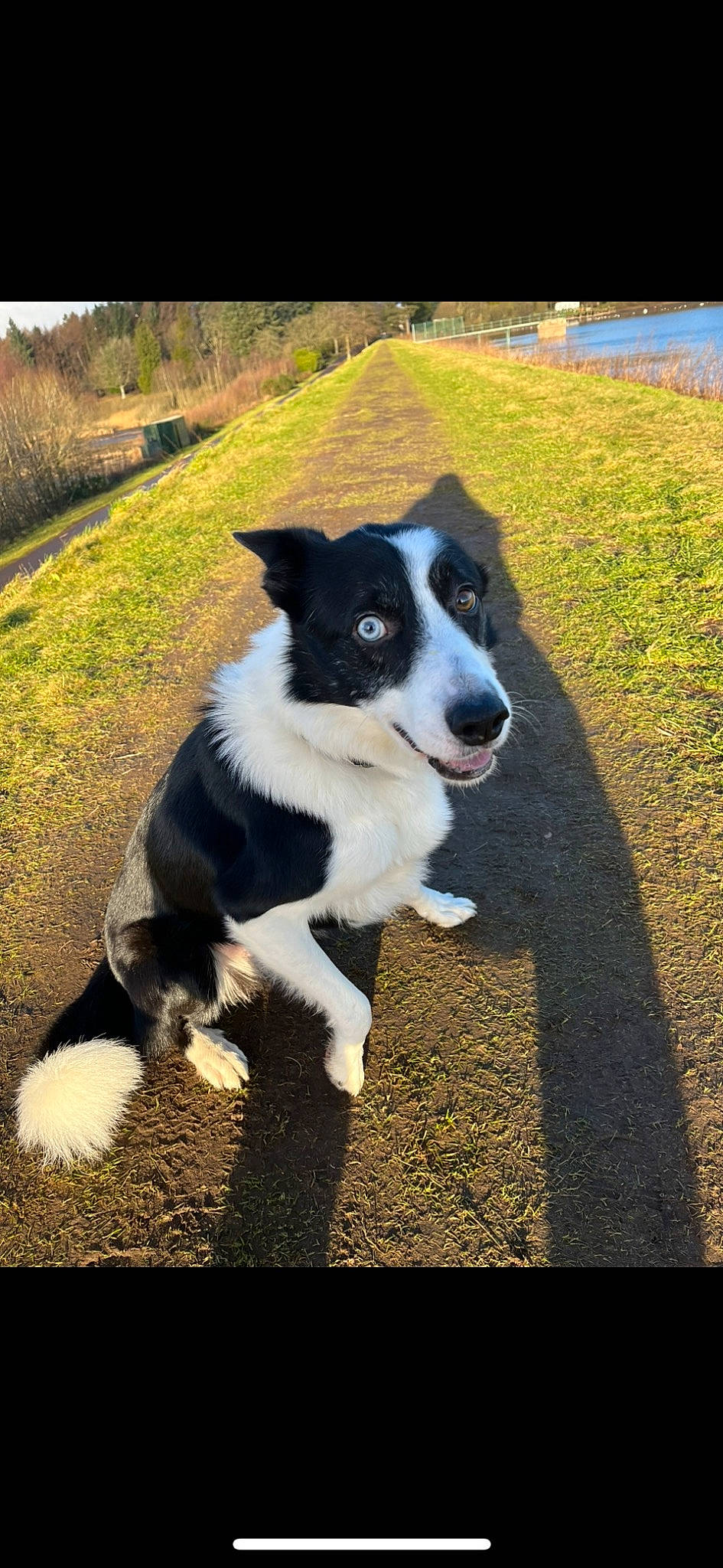 Tweed joined the competition — help win amazing prizes! border_collie, canidae, carnivore, companion_dog, dog, dog_breed, grass, herding_dog, mcnab, plant, shadow, snout, soil, sporting_group, tail, tints_and_shades, walking, water, working_animal, working_dog