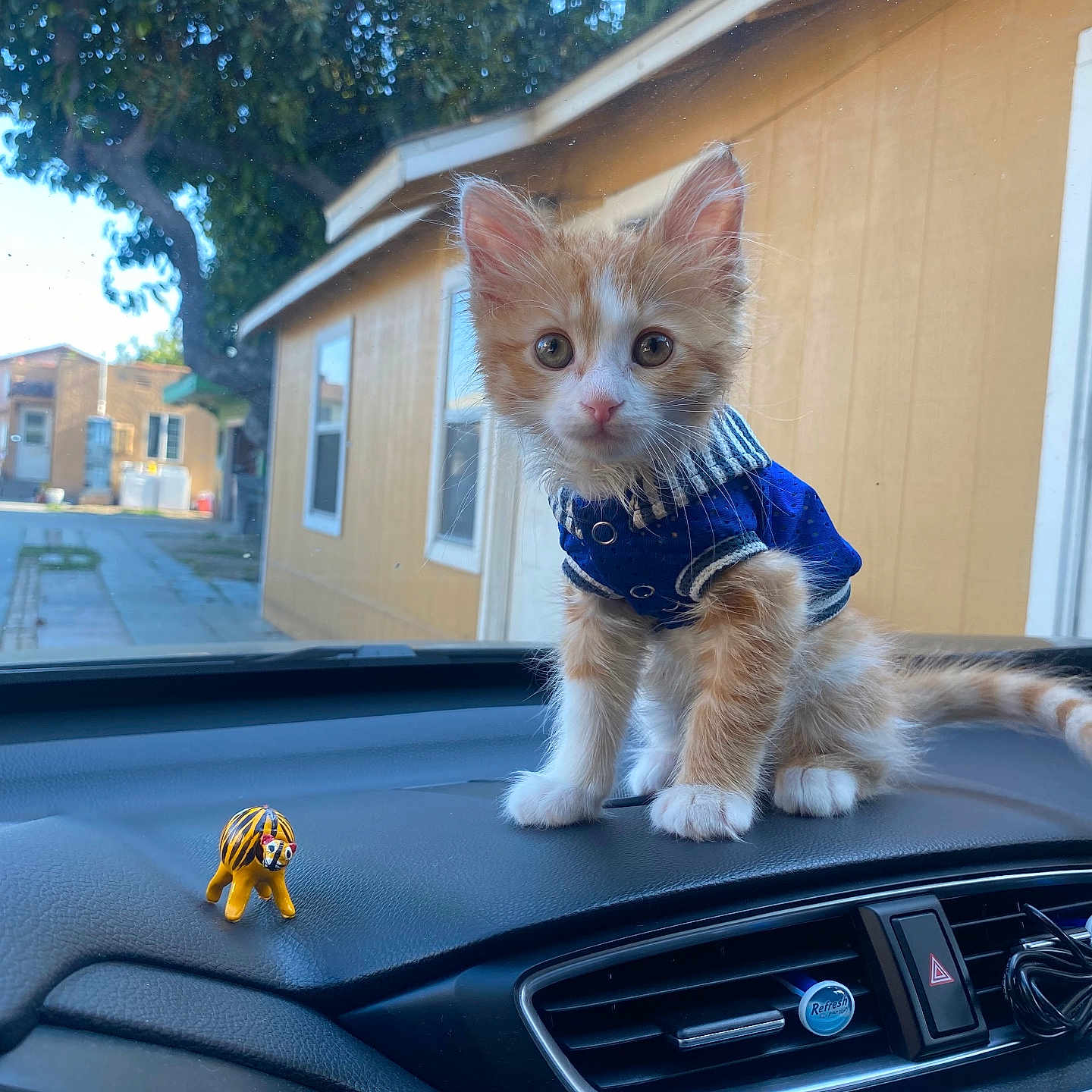 Leo joined the competition — help win amazing prizes! animal, blue_jacket, car_interior, cat, curious, cute, dashboard, daylight, ears, eyes, fur, house, kitten, orange_cat, pet, small_animal, toy, tree, whiskers, window