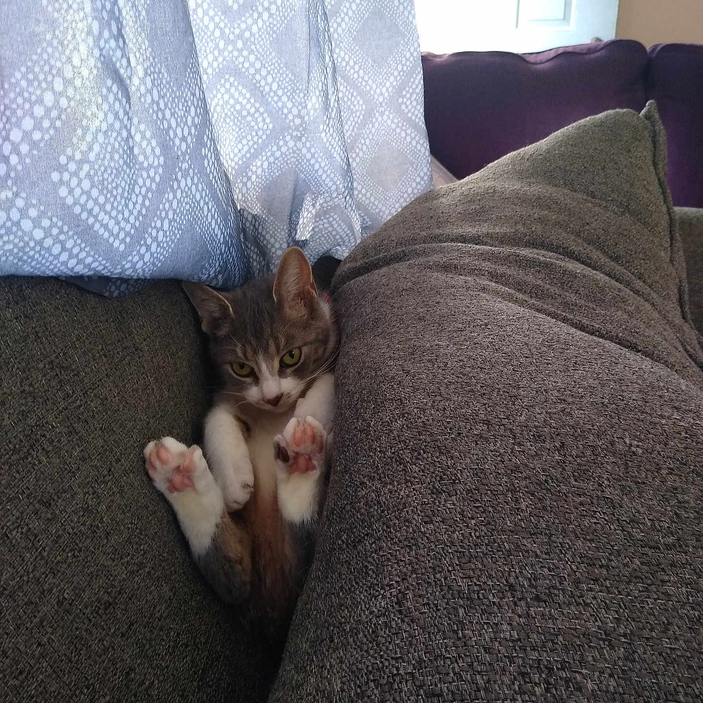 Smokey joined the competition — help win amazing prizes! animal, cat, comfort, couch, cozy, curtain, cute, domestic, feline, fur, gray, home, indoor, paw, pet, pillow, relaxed, resting, snug, soft