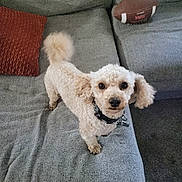 Ricky Bobby joined the competition — help win amazing prizes! alert, brown_eyes, collar, companion, couch, curly_fur, dog, domestic_animal, fluffy, football, furniture, grey_couch, indoor, living_room, looking_up, pet, pillow, poodle, texture, toy