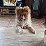 dog, pomeranian, fluffy, table, indoor, television, people_on_tv, wooden_floor, tile_floor, furniture, stove, curious, pet, small_dog, brown_dog, living_room, cozy, domestic, household, cute