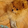 dog, puppy, pomeranian, fluffy, toy, elephant, plush_toy, floor, tile, indoor, pet, animal, cute, fur, small_dog, looking_away, playful, domestic, companion, pet_toy