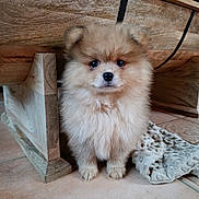 Noisette participe au concours pour gagner de l'argent avec cette photo : puppy, dog, fluffy, cute, pet, indoor, floor, blanket, wooden_furniture, tile_floor, small, adorable, animal, fur, looking_up, young, companion, domestic, soft, cozy