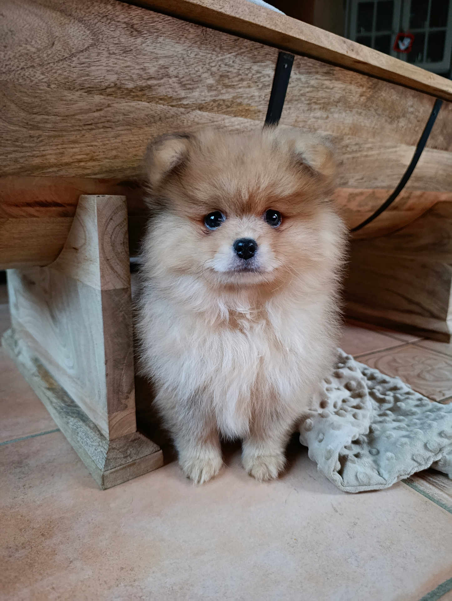 Noisette participe au concours pour gagner de l'argent avec cette photo : puppy, dog, fluffy, cute, pet, indoor, floor, blanket, wooden_furniture, tile_floor, small, adorable, animal, fur, looking_up, young, companion, domestic, soft, cozy