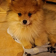 Noisette a rejoint le concours — aidez-le/la à gagner de superbes lots ! adorable, animal, blanket, companion, cozy, cute, dog, domestic, floor, fluffy, fur, indoor, looking_up, paw_print, pet, pomeranian, puppy, sitting, small_dog, warm_lighting