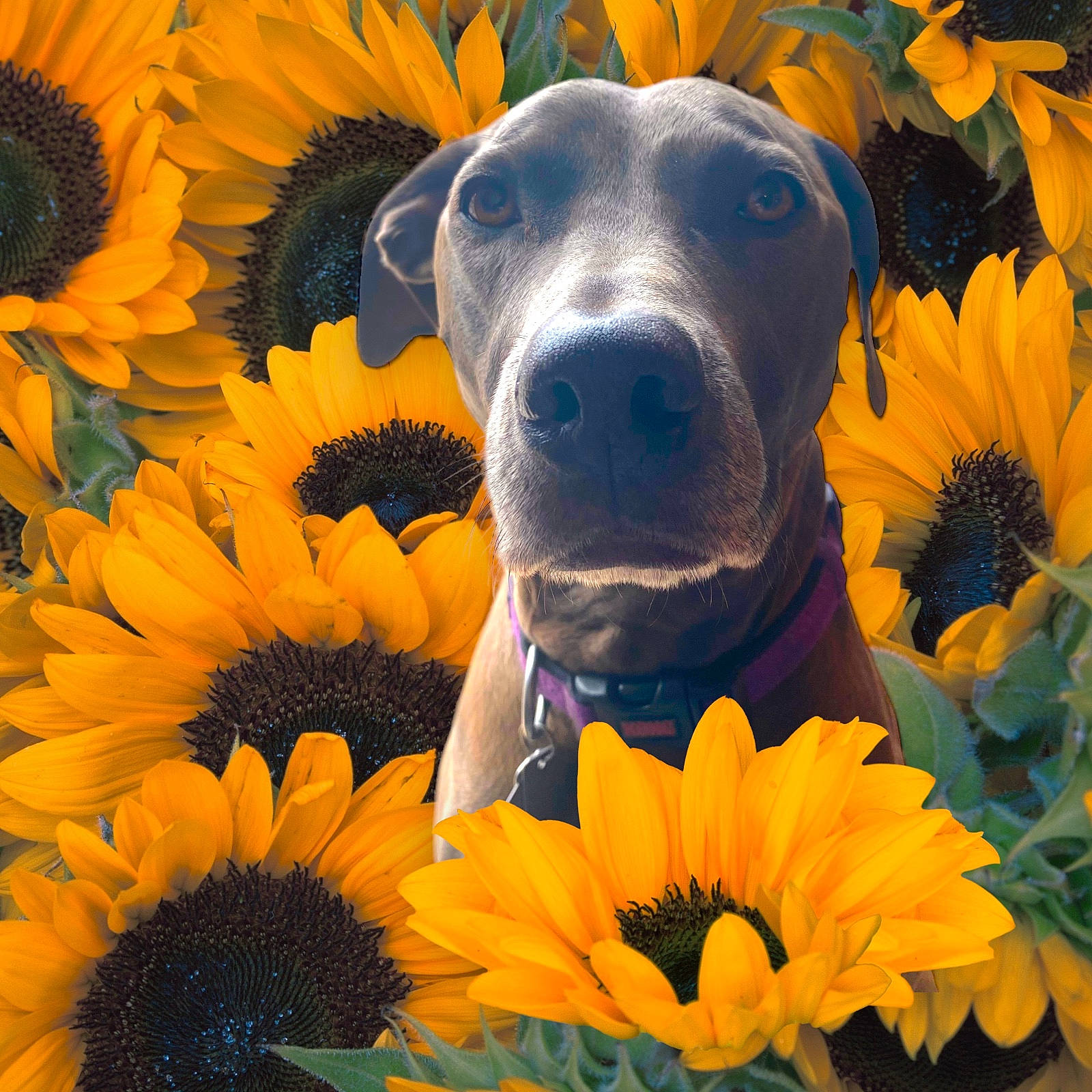 Delilah joined the competition — help win amazing prizes! annual_plant, carnivore, close_up, companion_dog, dog, dog_breed, flower, flowering_plant, happy, petal, photograph, plant, snout, sporting_group, sunflower, symmetry, wildflower, working_animal, yellow