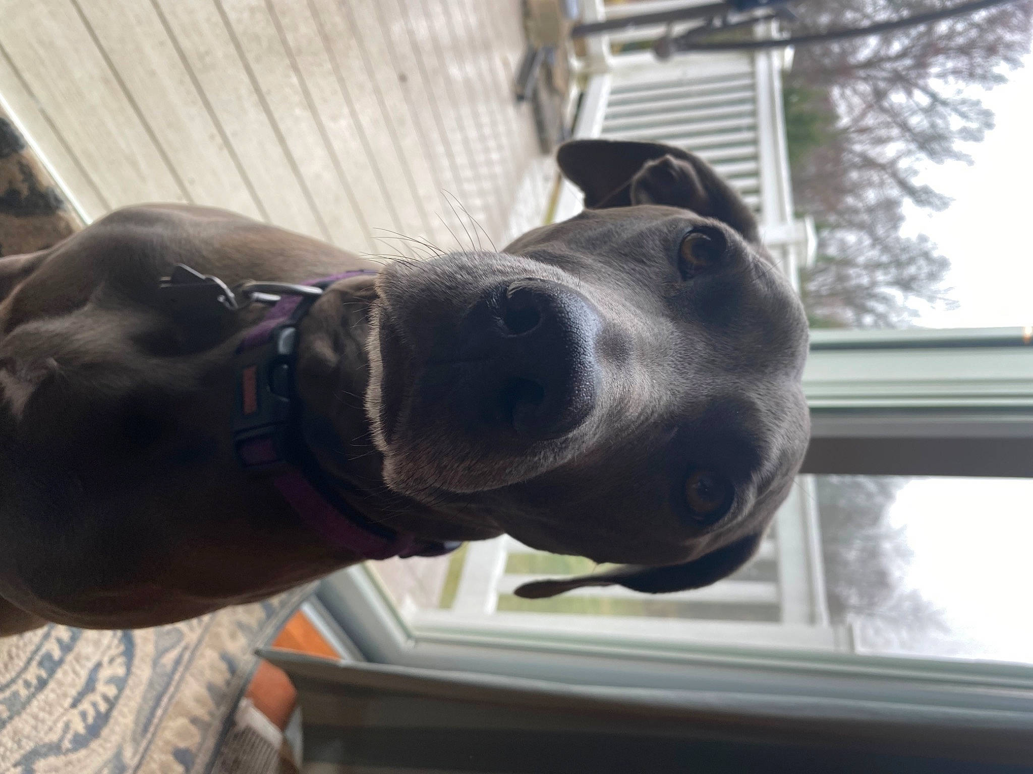 Delilah is registered to the contest to win money with this photo: auto_part, canidae, carnivore, collar, companion_dog, dog, dog_breed, dog_collar, fawn, guard_dog, liver, metal, selfie, snout, sporting_group, tail, tree, whiskers, window, working_animal