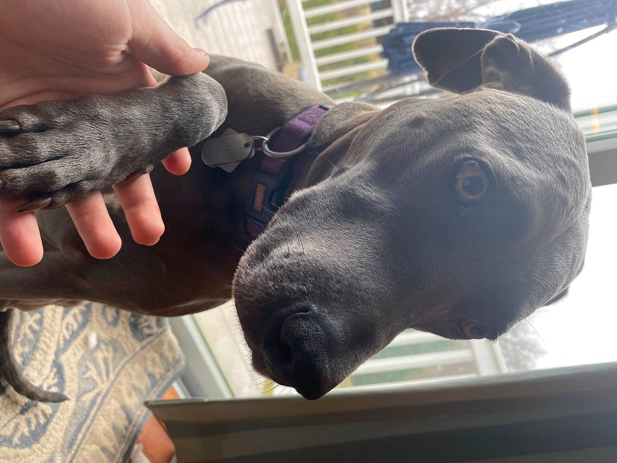 Delilah joined the competition — help win amazing prizes! canidae, dog_breed, fawn, foot, fur, gesture, guard_dog, jaw, livestock, nail, sculpture, snout, sporting_group, terrestrial_animal, thumb, whiskers, wildlife_biologist, working_animal, wrinkle, wrist