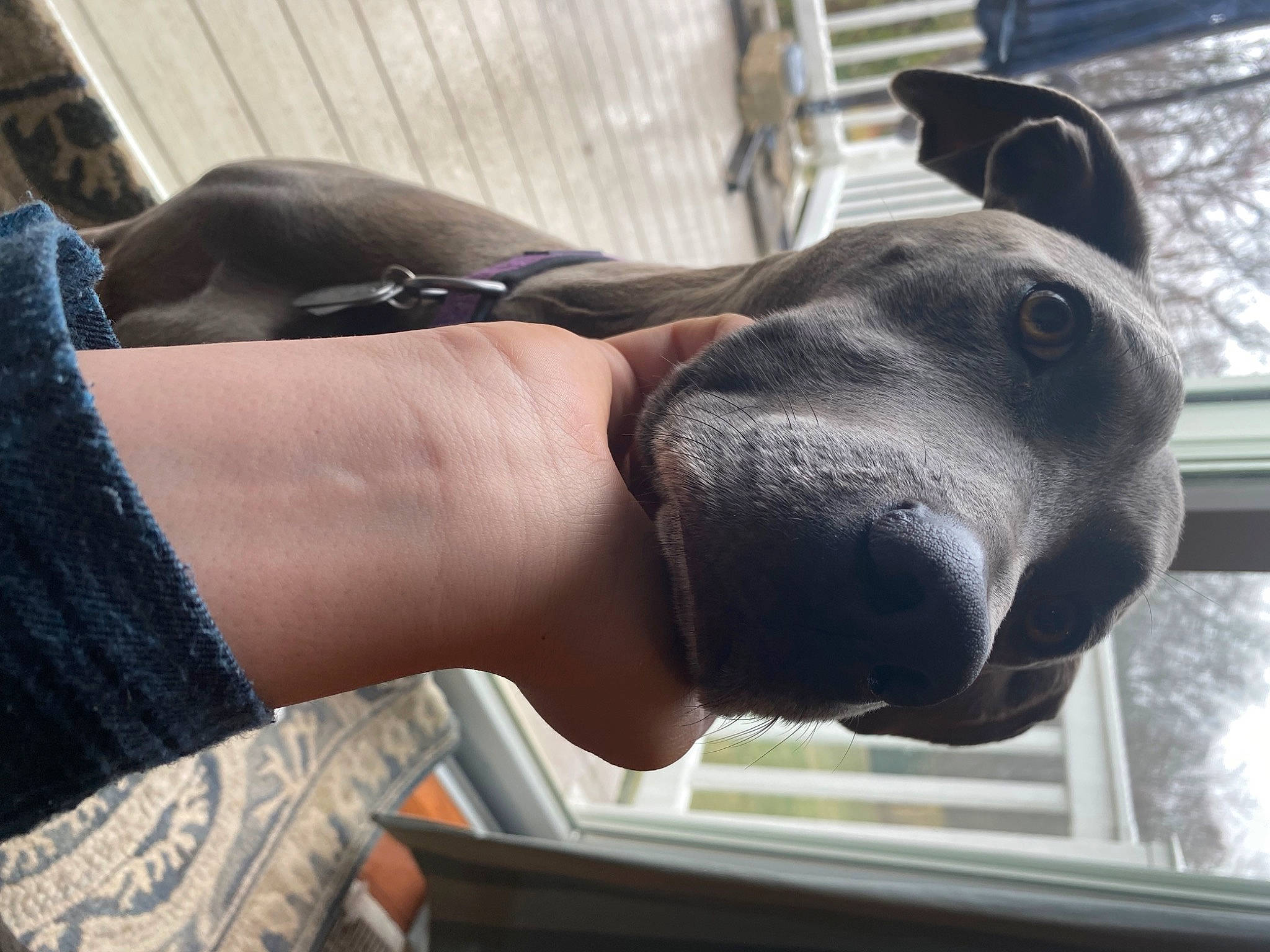 Delilah is registered to the contest to win money with this photo: carnivore, collar, companion_dog, dog, dog_breed, dog_collar, ear, fawn, gesture, giant_dog_breed, jaw, metal, sculpture, security, snout, sporting_group, statue, whiskers, working_animal, wrist