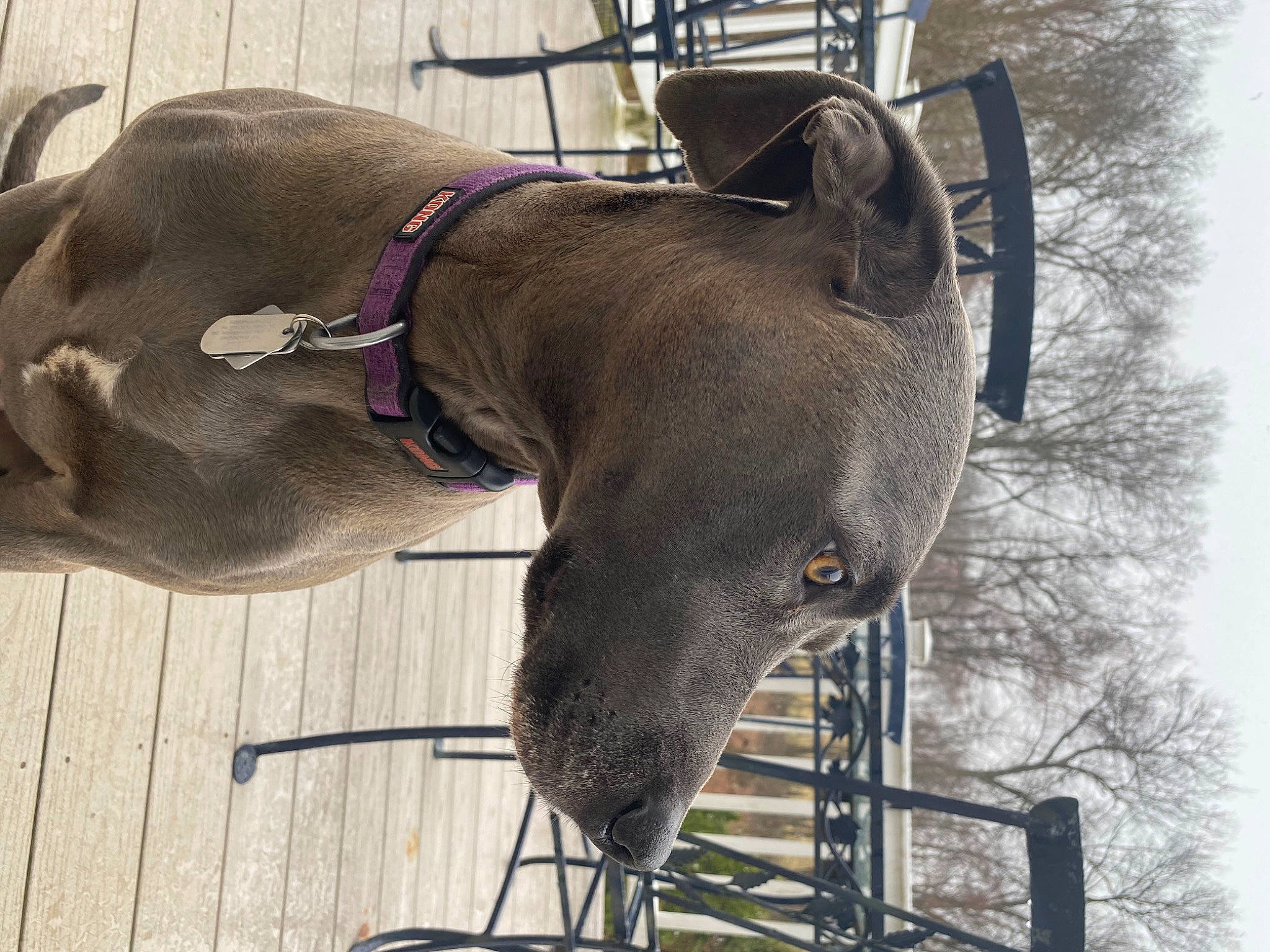 Delilah is registered to the contest to win money with this photo: canidae, carnivore, collar, dog, dog_breed, dog_collar, dog_supply, fashion_accessory, fawn, fender, fur, leash, liver, non_sporting_group, pet_supply, sporting_group, tail, terrestrial_animal, tree, working_animal