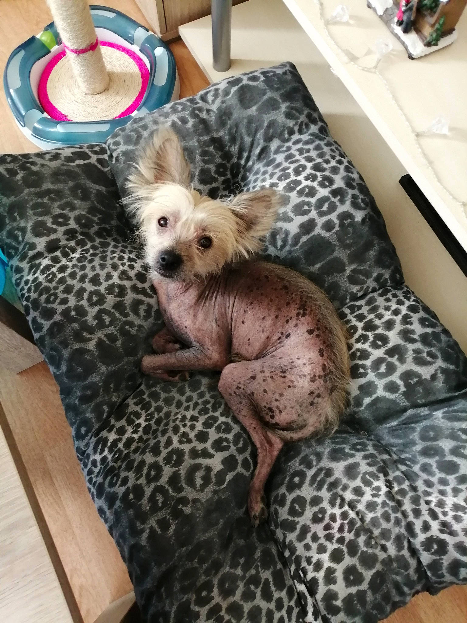 Lucky participe au concours pour gagner de l'argent avec cette photo : carnivore, chair, chinese_crested_dog, comfort, companion_dog, couch, dog, dog_breed, dog_clothes, dog_supply, fawn, flooring, fur, hat, small_terrier, sports_equipment, terrier, toy, toy_dog, working_animal