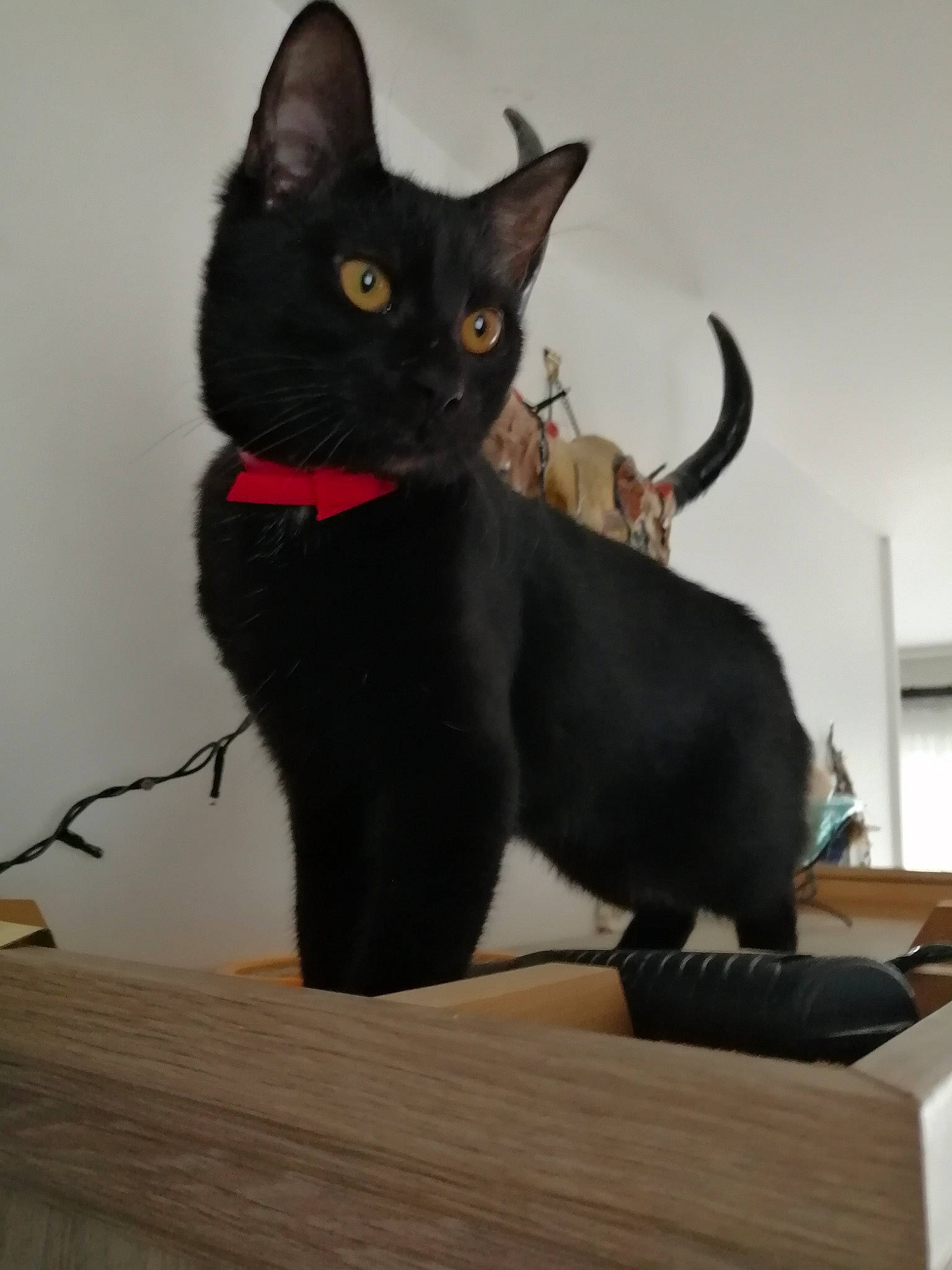 Chipie a rejoint le concours — aidez-le/la à gagner de superbes lots ! black_cat, carnivore, cat, collar, domestic_short_haired_cat, event, fashion_accessory, felidae, flooring, fur, grey, hardwood, mammal, pet_supply, small_to_medium_sized_cats, snout, tail, vertebrate, whiskers, wood