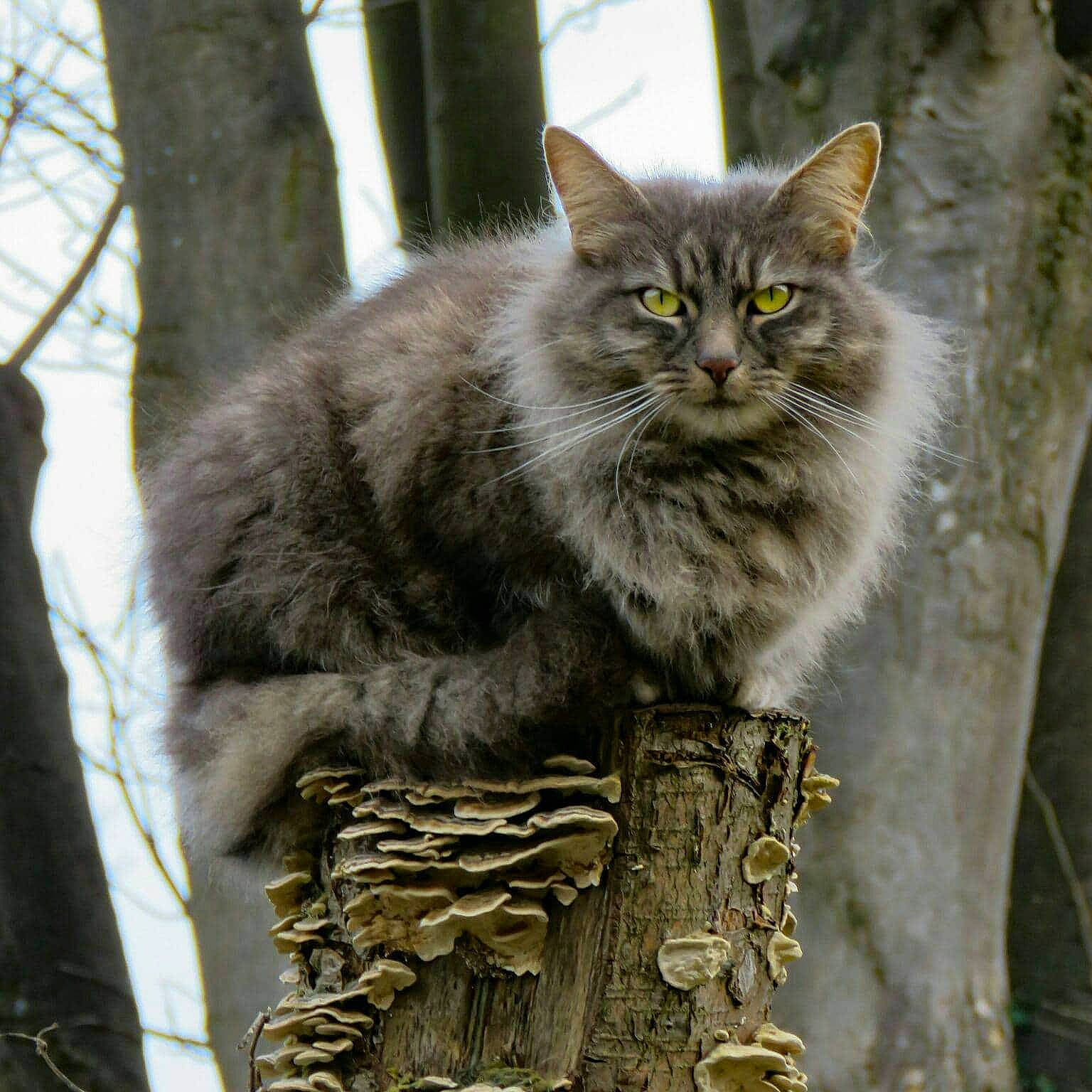 Narla joined the competition — help win amazing prizes! british_longhair, carnivore, cat, domestic_short_haired_cat, felidae, fur, grass, maine_coon, plant, small_to_medium_sized_cats, snout, tail, terrestrial_animal, tree, trunk, twig, whiskers, wildlife, wood