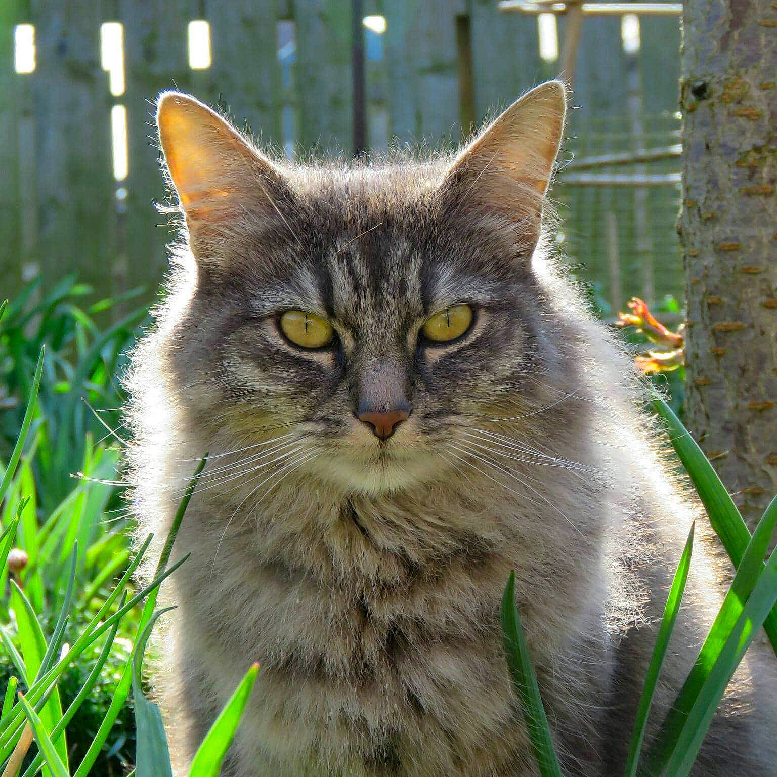 Narla is registered to the contest to win money with this photo: carnivore, cat, domestic_short_haired_cat, eye, felidae, fur, grass, iris, plant, small_to_medium_sized_cats, snout, terrestrial_animal, tree, whiskers, wildlife, window