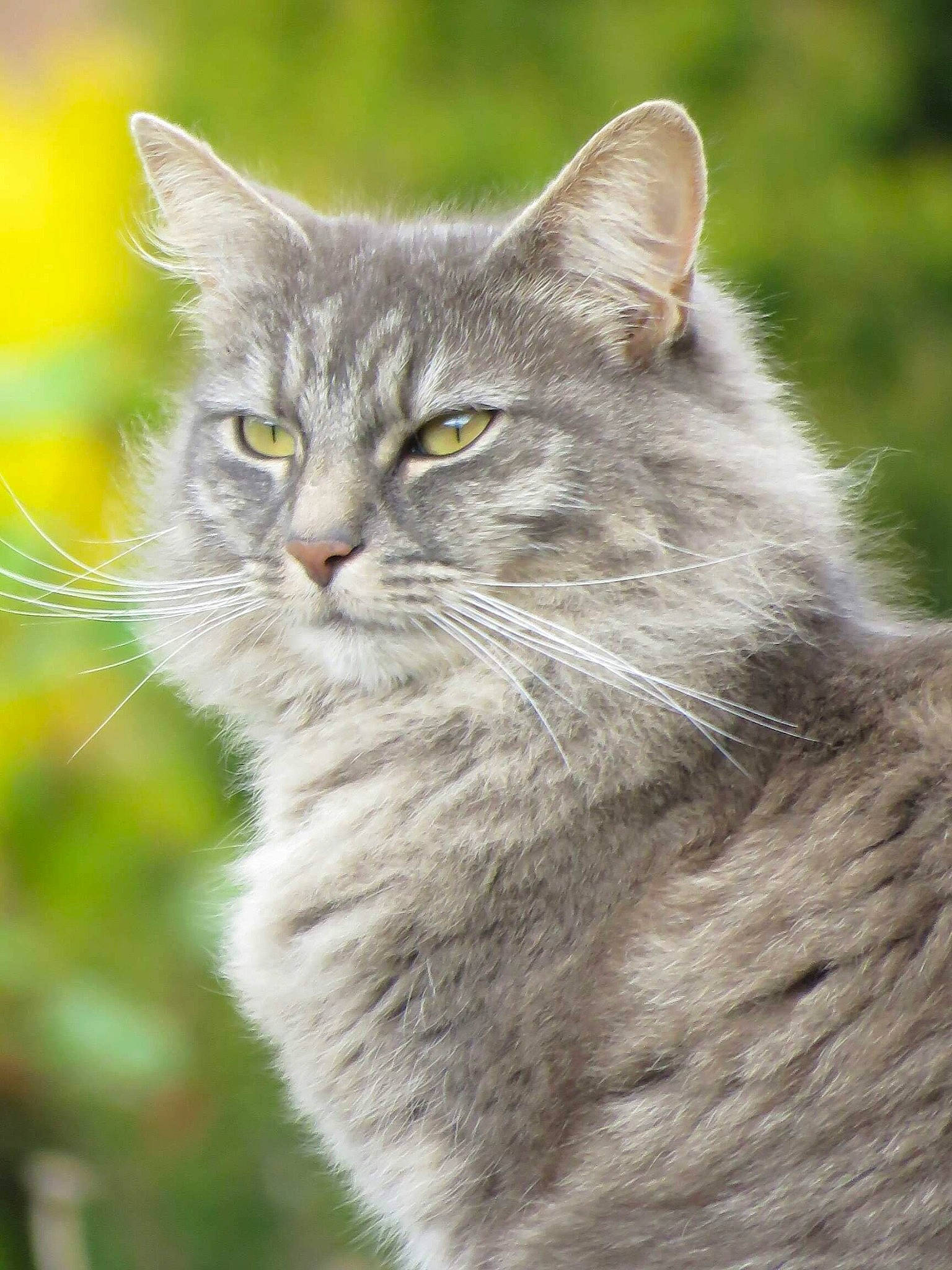 Narla is registered to the contest to win money with this photo: carnivore, cat, close_up, domestic_short_haired_cat, eye, felidae, fur, grass, hair, iris, lynx, plant, small_to_medium_sized_cats, snout, terrestrial_animal, tree, whiskers, wildlife, window