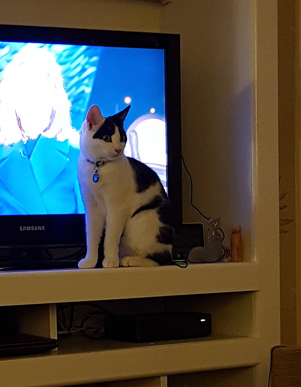 Hector is registered to the contest to win money with this photo: carnivore, cat, computer, computer_monitor_accessory, desktop_computer, display_device, electronic_device, felidae, flat_panel_display, gadget, multimedia, output_device, peripheral, personal_computer, small_to_medium_sized_cats, tail, television, television_set, whiskers, window