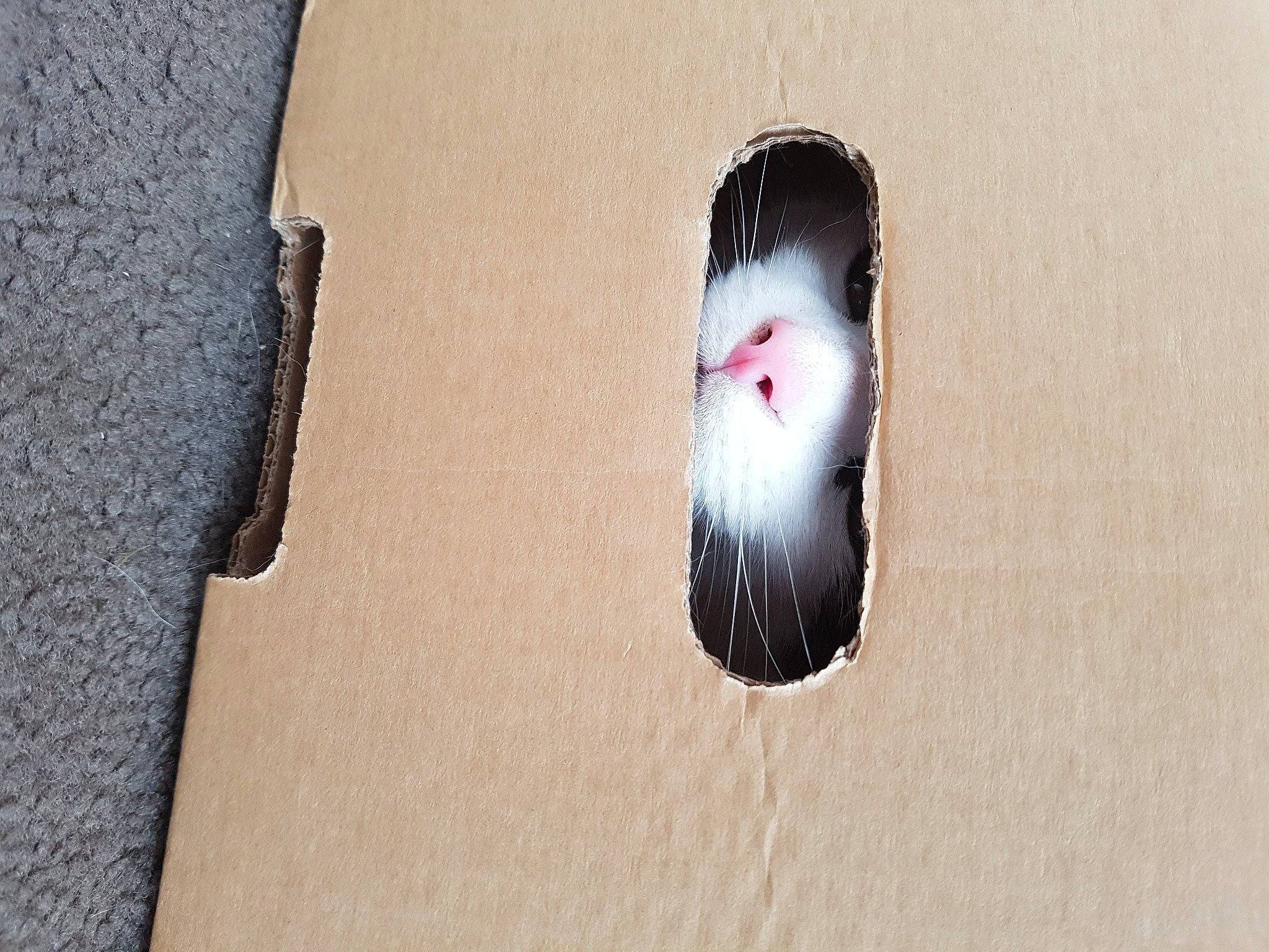 Hector joined the competition — help win amazing prizes! asphalt, beard, carmine, circle, concrete, cosmetics, earrings, eye, eyelash, facial_hair, fashion_accessory, feather, font, jaw, lipstick, magenta, nail, shadow, snout, visual_arts