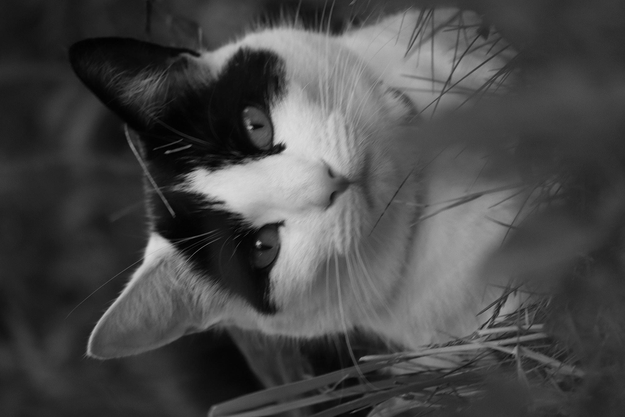 Hector joined the competition — help win amazing prizes! black_and_white, carnivore, cat, close_up, darkness, domestic_short_haired_cat, felidae, fur, grass, monochrome, monochrome_photography, paw, sky, small_to_medium_sized_cats, snout, still_life_photography, style, tail, tree, whiskers