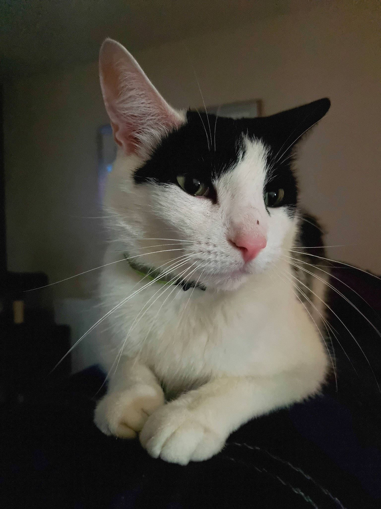 Hector is registered to the contest to win money with this photo: carnivore, cat, domestic_short_haired_cat, felidae, fur, paw, small_to_medium_sized_cats, snout, tail, whiskers