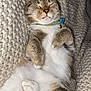 Mable joined the competition — help win amazing prizes! animal, blanket, cat, closeup, collar, comfort, cozy, cute, ears, feline, fur, indoor, knit, paws, pet, relaxed, resting, sleeping, tabby, whiskers