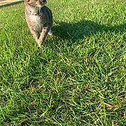 Mable is registered to the contest to win money with this photo: animal, cat, closeup, collar, curious, daytime, ears, feline, field, grass, greenery, mammal, nature, outdoor, pet, shadow, sunlight, tabby_cat, walking, whiskers