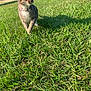 animal, cat, closeup, collar, curious, daytime, ears, feline, field, grass, greenery, mammal, nature, outdoor, pet, shadow, sunlight, tabby_cat, walking, whiskers