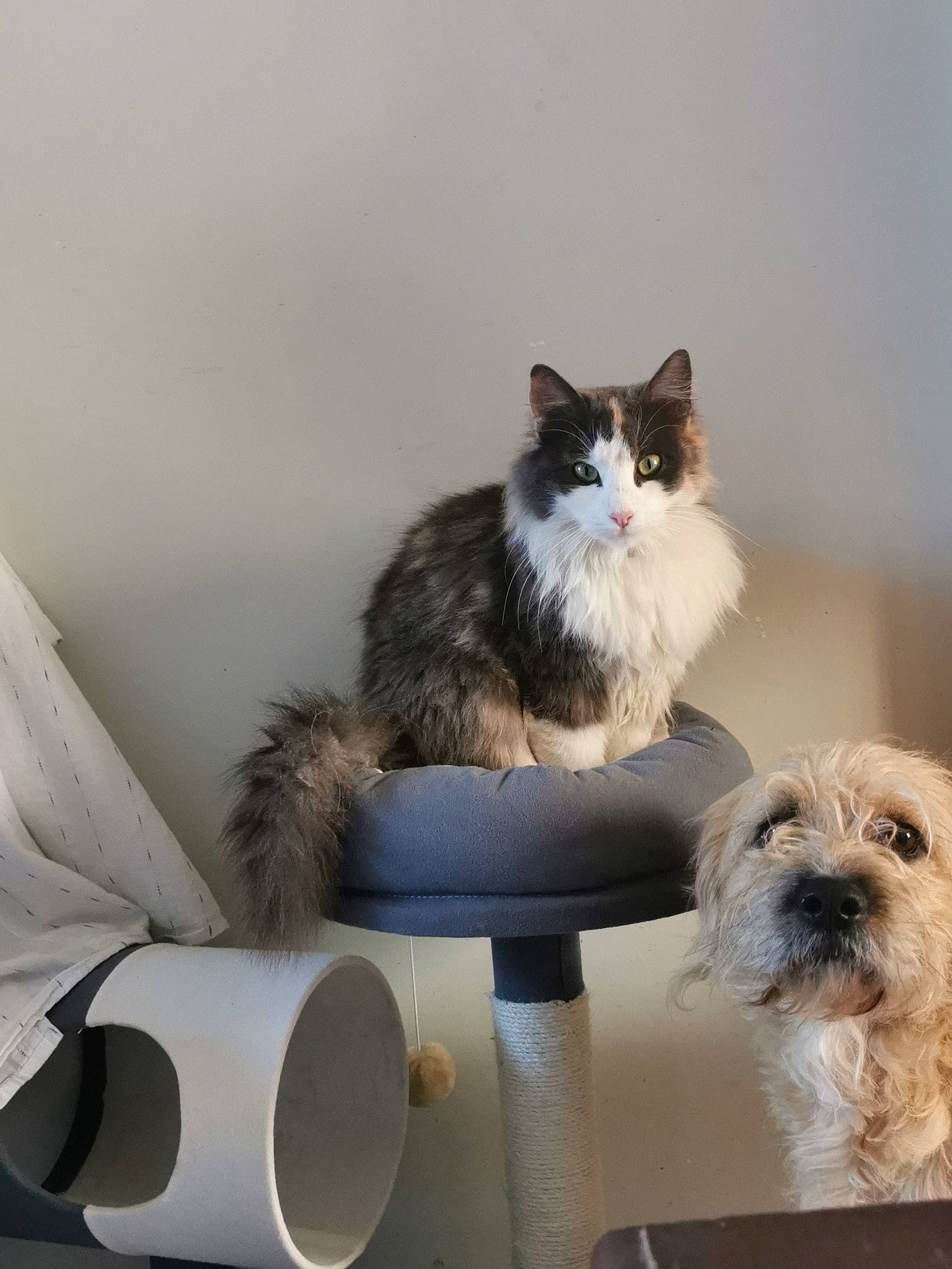 Kiara a rejoint le concours — aidez-le/la à gagner de superbes lots ! box, canidae, carnivore, cat, cat_supply, companion_dog, dog, fawn, felidae, fur, paw, pet_supply, porch, ragdoll, small_to_medium_sized_cats, table, tail, toy_dog, whiskers, wood