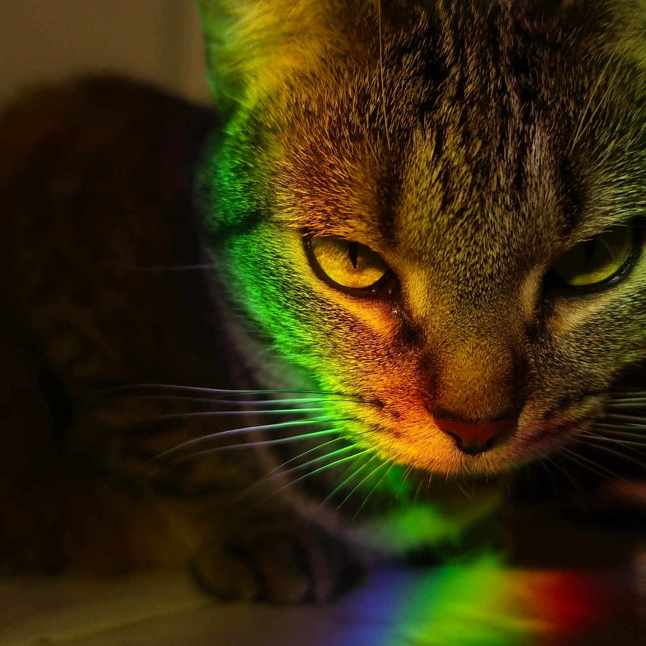 Luna a rejoint le concours — aidez-le/la à gagner de superbes lots ! animal, cat, close_up, colorful, eyes, face, focus, fur, indoor, lighting, mysterious, nose, pet, portrait, rainbow_light, reflection, shadow, tabby, vibrant, whiskers