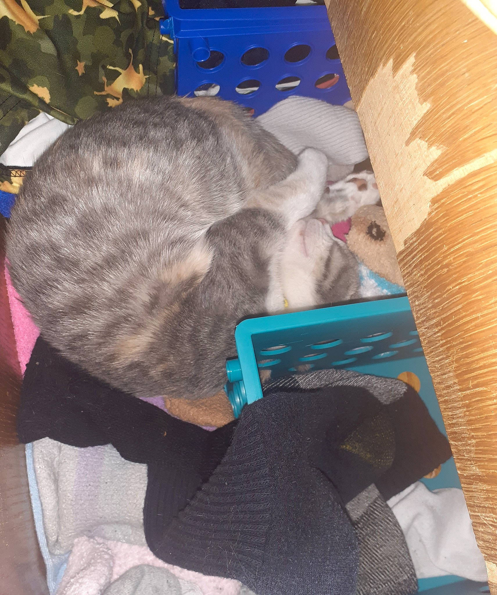 Georgia is registered to the contest to win money with this photo: art, bag, baggage, canidae, carnivore, cat, comfort, domestic_short_haired_cat, fawn, felidae, fur, hat, linens, luggage_and_bags, nap, small_to_medium_sized_cats, sporting_group, tail, textile, whiskers