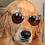 Tess a rejoint le concours — aidez-le/la à gagner de superbes lots ! dog, golden_retriever, sunglasses, pet, indoor, closeup, face, fur, nose, ears, animal, canine, portrait, cool, accessory, brown, furniture, reflection, house, domestic