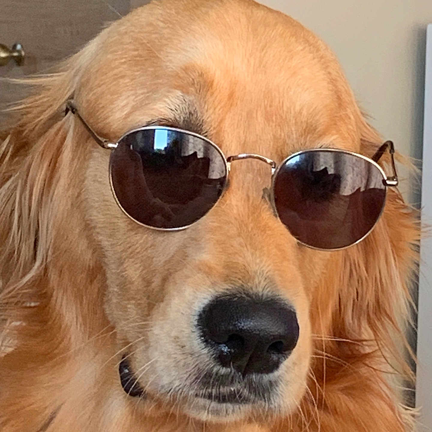 Tess a rejoint le concours — aidez-le/la à gagner de superbes lots ! accessory, animal, brown, canine, closeup, cool, dog, domestic, ears, face, fur, furniture, golden_retriever, house, indoor, nose, pet, portrait, reflection, sunglasses