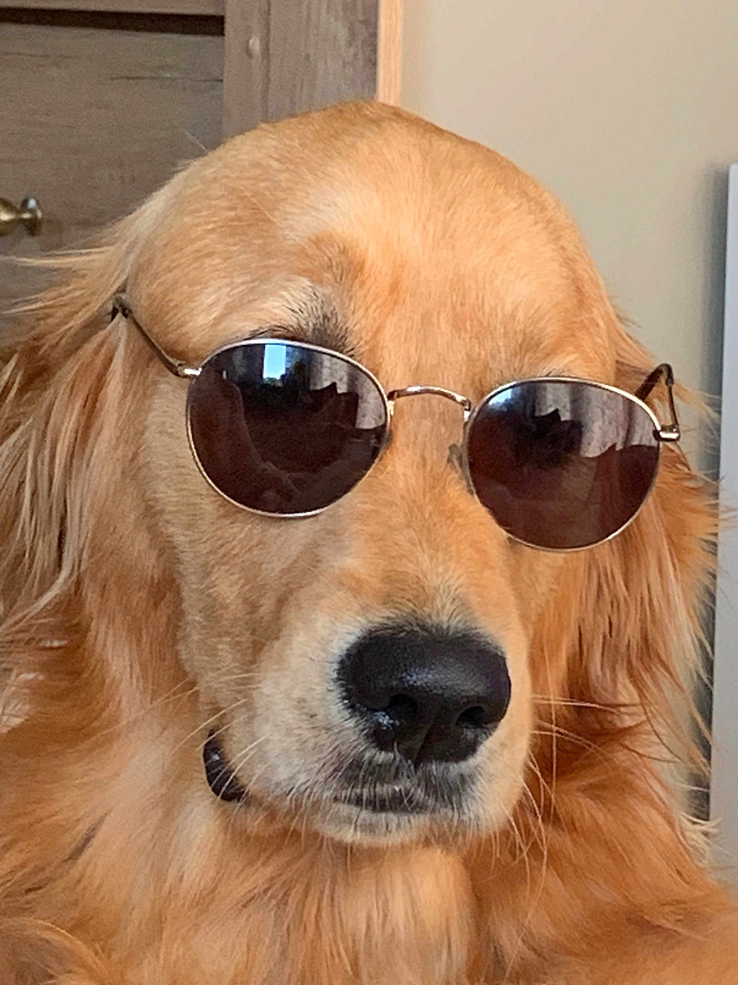 Tess a rejoint le concours — aidez-le/la à gagner de superbes lots ! dog, golden_retriever, sunglasses, pet, indoor, closeup, face, fur, nose, ears, animal, canine, portrait, cool, accessory, brown, furniture, reflection, house, domestic