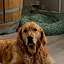 Tess a rejoint le concours — aidez-le/la à gagner de superbes lots ! golden_retriever, dog, pet, indoor, wooden_floor, dog_bed, furniture, barrel, fur, canine, companion, animal, relaxed, portrait, laying_down, brown, cozy, calm, household, domestic