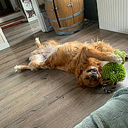 Tess participe au concours pour gagner de l'argent avec cette photo : dog, golden_retriever, toy, floor, wooden_floor, indoor, playful, pet, canine, smiling, fur, paw, cabinet, barrel, home, living_room, wallpaper, green_toy, relaxed, cute