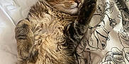 Keito participe au concours pour gagner de l'argent avec cette photo : abyssinian, animal, bed, blanket, cat, couch, cushion, face, furniture, head, homedecor, kitten, linen, manx, person, pet, photography, portrait, quilt, sleeping