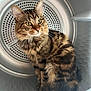 abyssinian, animal, appliance, cat, device, electricaldevice, kitten, laundry, manx, pet, photography, washer