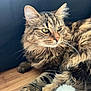 cat, tabby, fluffy, fur, whiskers, eyes, paw, wooden_floor, indoor, pet, animal, relaxed, closeup, portrait, feline, cute, domestic_cat, resting, soft, cozy