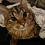 abyssinian, animal, blanket, cat, couch, cushion, furniture, homedecor, kitten, manx, pet, siamese