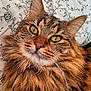 cat, tabby, fluffy, fur, pet, animal, close_up, face, whiskers, ears, bedspread, pattern, golden_eyes, relaxed, indoor, cute, mammal, portrait, feline, resting