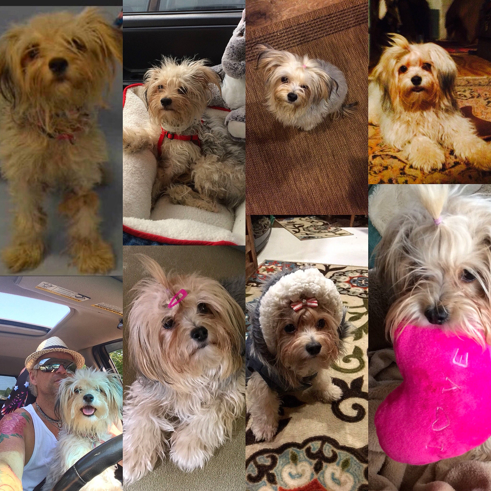 Grace is registered to the contest to win money with this photo: canidae, carnivore, collage, collar, companion_dog, dog, dog_breed, dog_collar, dog_supply, fur, liver, mammal, plant, small_terrier, snout, sporting_group, terrier, toy_dog, vertebrate, working_animal