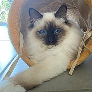 Aslo participe au concours pour gagner de l'argent avec cette photo : cat, blue_eyes, fluffy, feline, pet, indoor, relaxed, stretching, soft_tunnel, cozy, whiskers, close_up, floor, paws, domestic_animal, animal, cute, fur, resting, curious