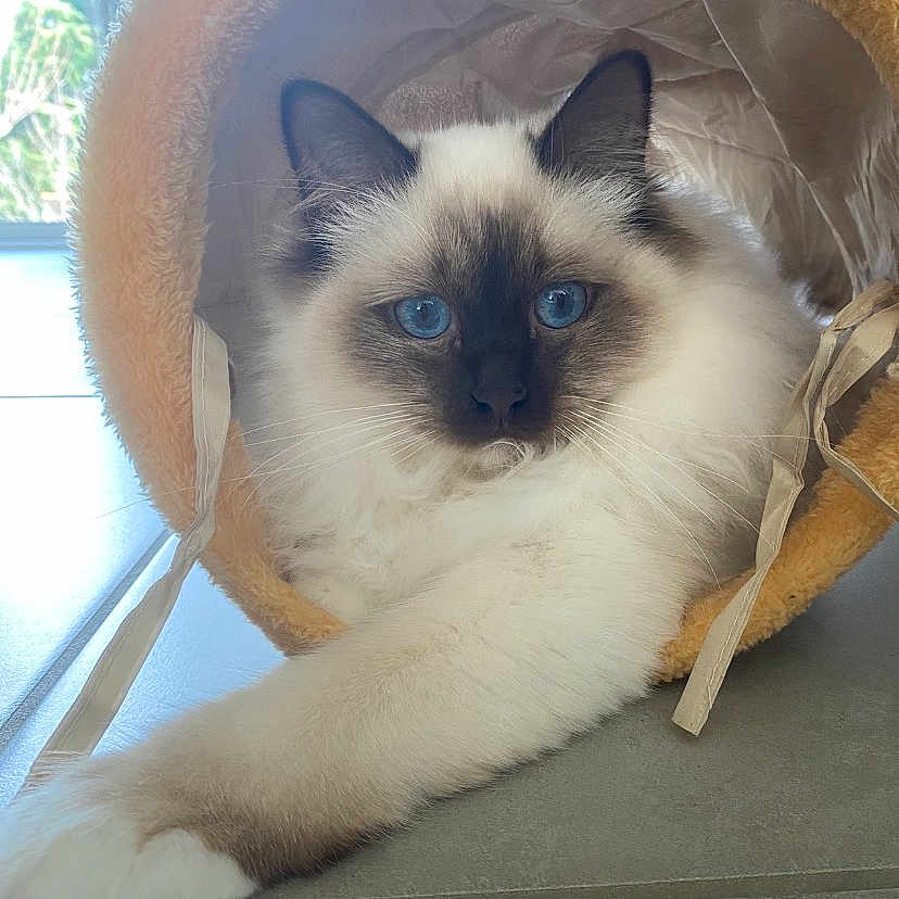 Aslo participe au concours pour gagner de l'argent avec cette photo : animal, blue_eyes, cat, close_up, cozy, curious, cute, domestic_animal, feline, floor, fluffy, fur, indoor, paws, pet, relaxed, resting, soft_tunnel, stretching, whiskers