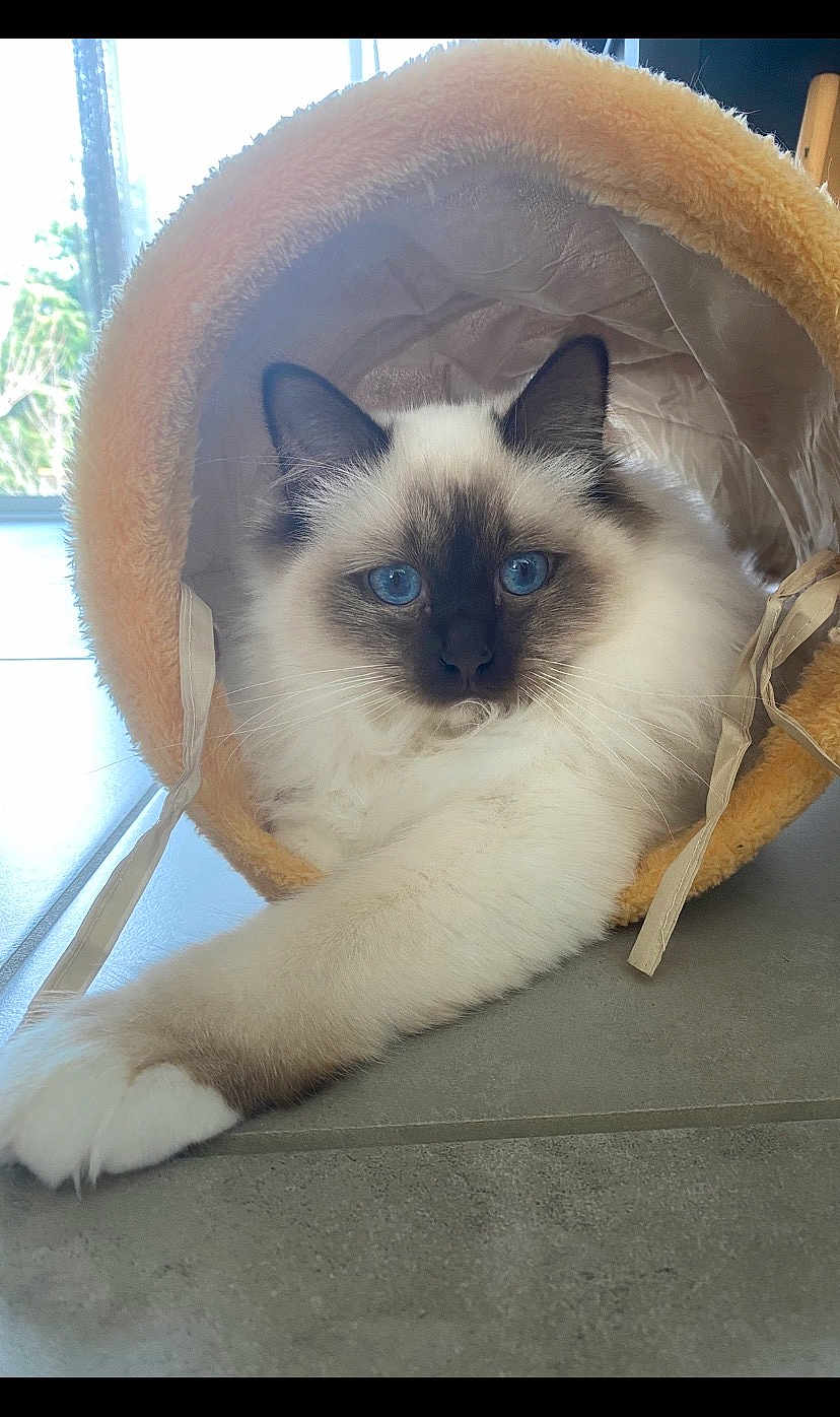 Aslo participe au concours pour gagner de l'argent avec cette photo : cat, blue_eyes, fluffy, feline, pet, indoor, relaxed, stretching, soft_tunnel, cozy, whiskers, close_up, floor, paws, domestic_animal, animal, cute, fur, resting, curious